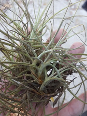 Tillandsia recurvata image