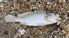 Stellifer lanceolatus