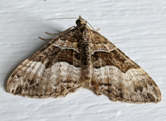 Chrysolarentia lucidulata