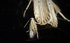 Glyphipterix triselena