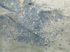 Hydropunctaria maura