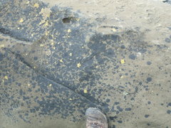 Hydropunctaria maura