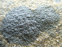 Hydropunctaria maura