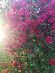 Bougainvillea