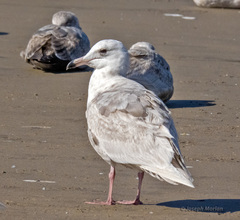 Larus glaucescens × hyperboreus