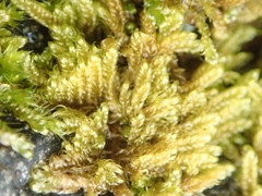 Hypnum dieckii