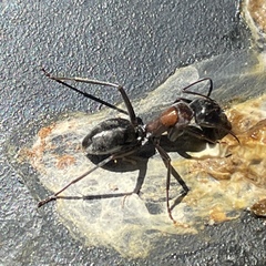 Camponotus ephippium