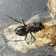 Camponotus ephippium