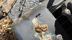 Camponotus ephippium