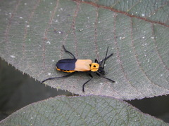 Chauliognathus heros