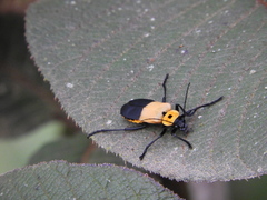 Chauliognathus heros