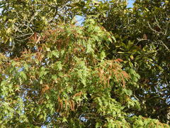 Weinmannia pubescens