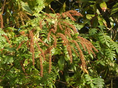 Weinmannia pubescens