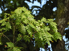 Weinmannia pubescens