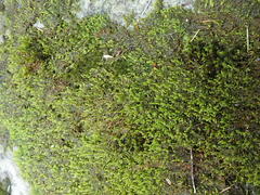 Hygrohypnum