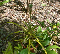 Ananas comosus microstachys