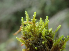 Hygrohypnum