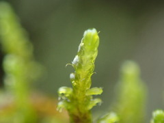 Hygrohypnum