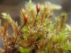 Sciuro-hypnum plumosum