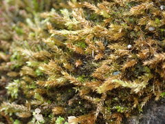 Sciuro-hypnum plumosum