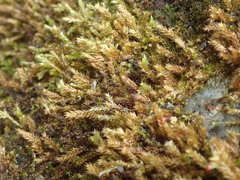 Sciuro-hypnum plumosum