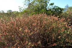 Struthiola argentea