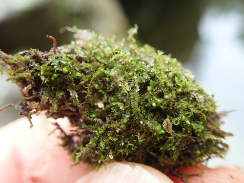 Image of Blepharostoma trichophyllum by no rights reserved