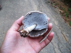 Fungi