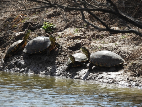 Mesoamerican Slider, Reynosa, Tamps., México, photo 5 of 10