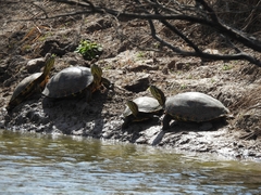 Trachemys venusta cataspila