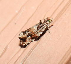 Olethreutes brevirostratum