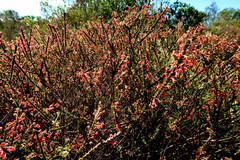 Struthiola argentea