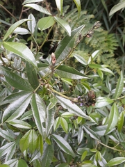 Otholobium mexicanum