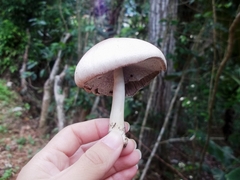 Fungi