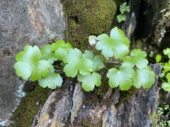 Kumlienia hystricula