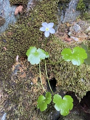 Kumlienia hystricula