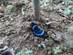 Panacea prola