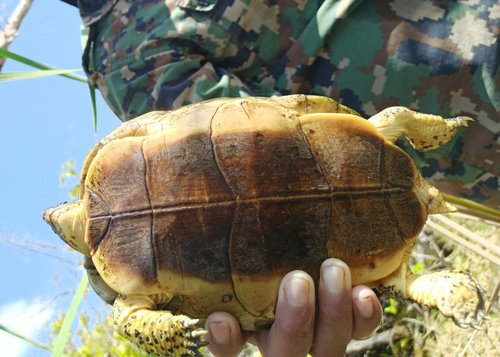 Furrowed Wood Turtle