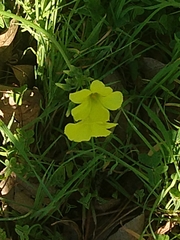 Oxalis pes-caprae