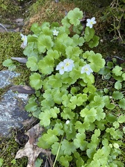 Kumlienia hystricula