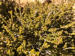 Pultenaea densifolia