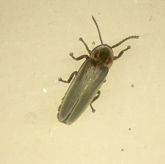 Photinus signaticollis