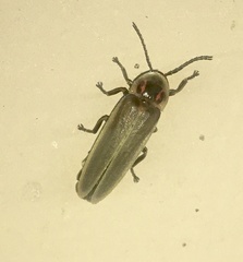 Photinus signaticollis