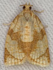 Adoxophyes negundana