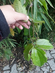 Clematis haenkeana