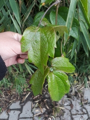 Clematis haenkeana