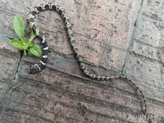 Dipsas sanctijoannis