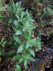 Brachyglottis laxifolia