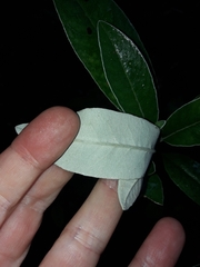 Brachyglottis laxifolia