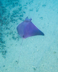 Mobula kuhlii